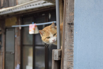 青島のニャンころりん。 007
