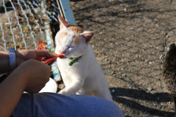 青島のニャンころりん。 010